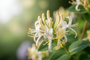 Honeysuckle