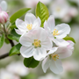 Apple Blossom