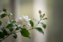 Jasmine